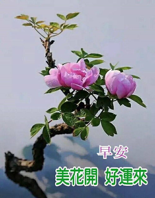 按我可連結至更清楚的圖片